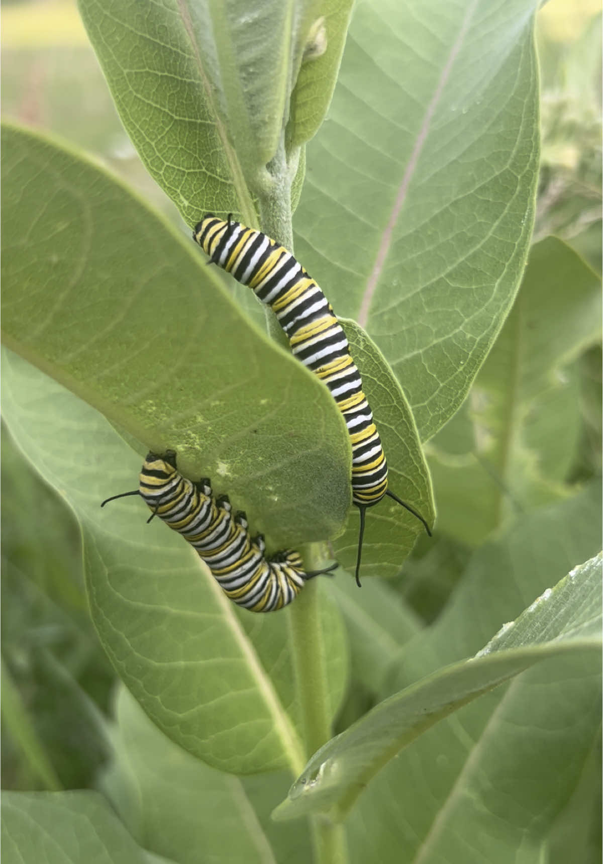 I haven’t “raised” monarch caterpillars for a couple years now, but I still search for them every year and watch as they grow. I LOVE how much milkweed I’ve got growing in my garden and in the field.  