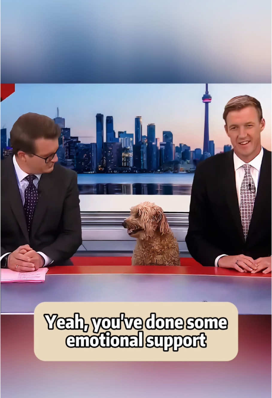 Dog interrupts news interview #dog #funny #dogs #funnymoment #funnydogs #interesting #funnyvideo #funnydog#happy #fyp #funnytiktok #funnyvideos #usa #fpy 