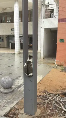 #cats #cat #funny #cute #lucu 
