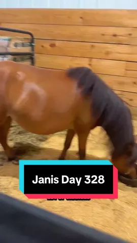 Janis Day 328🐴💕 #minihorse #minimare #minifoal 