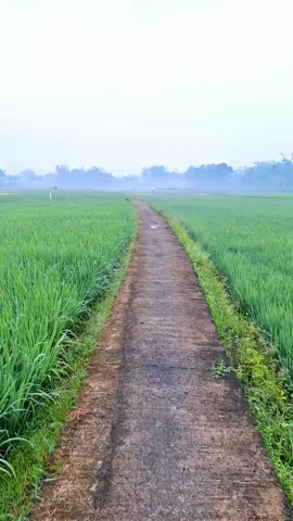 (free video, bebas repost dan edit footage ini) jalan jalan di sawah #sawah #reels #fyp #tiktokvideo #scenery #ricefield #walk #jalanjalan #footage #konten #puisi #katakata 