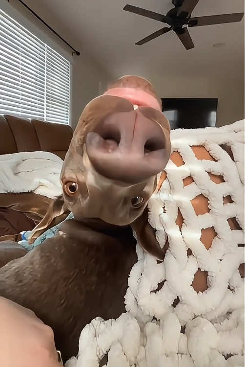 When you have a Doberman 🤣🤣🐶#dog #funnydog #doberman #dogsoftiktok #fyp #foryou #pet #tiktok 