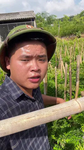 Trồng cây bồ kết ghép choai để nhanh có tiền nha bà con #cayboketghep #caygiongboketghep #cayboketghepchoai #caytrongkinhtecao #lamvuonchannel98 