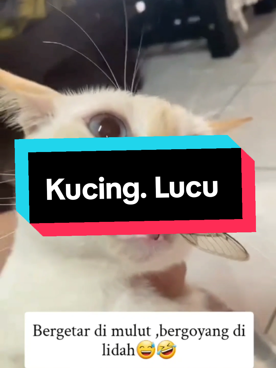 #CapCut #animalsfunnyvideos #animalsvideos #hewanlucu #funyy_videos #videolucu #kucing #kucinglucu #catlovers #animal #funny #lucu #ngakak 