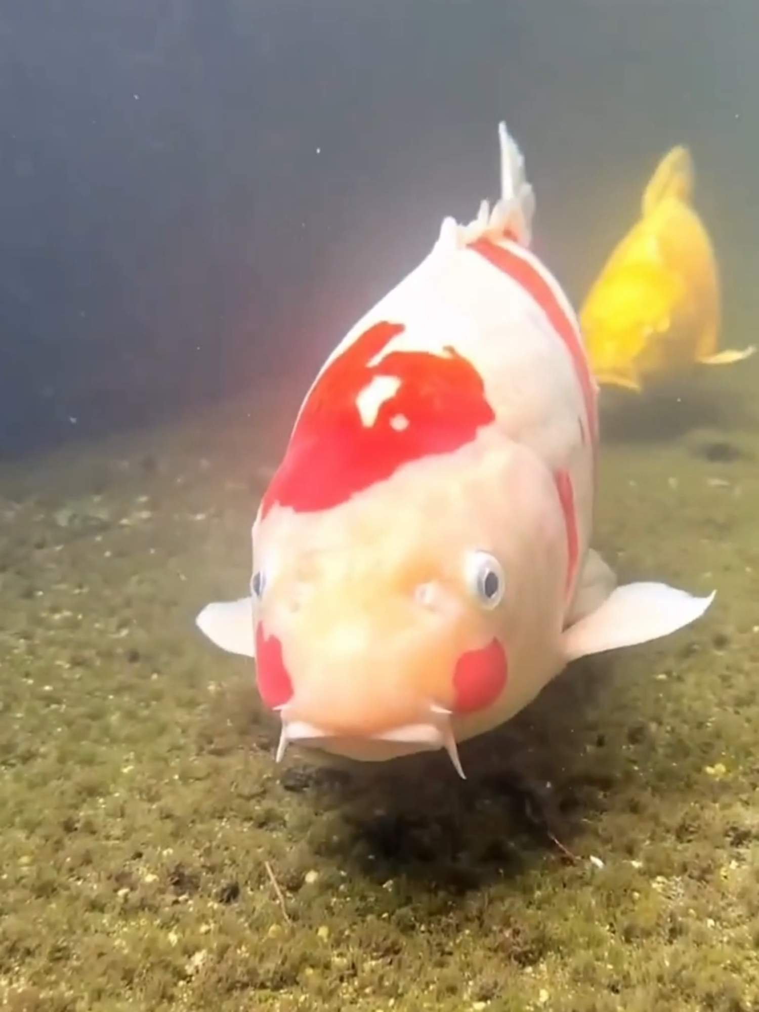 Koi Fish: Japan’s Living Jewels 🐠 #KoiFish #JapaneseCulture #LivingJewels #BeautifulCreatures #FishLovers #NatureVibes #TikTokViral #DidYouKnow #ForYou #TrendingNow