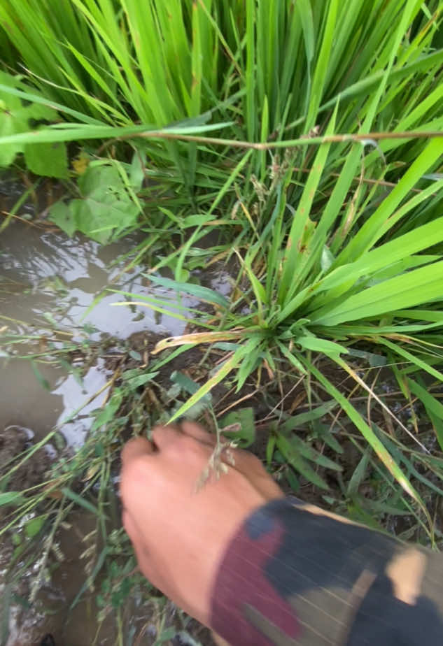 #ท้องฟ้า⛅🌈 #ยืมลงสตอรี่ได้ #เธรดท้องฟ้า #วิวบ้านนอก🍃 #เธรดเพลง 
