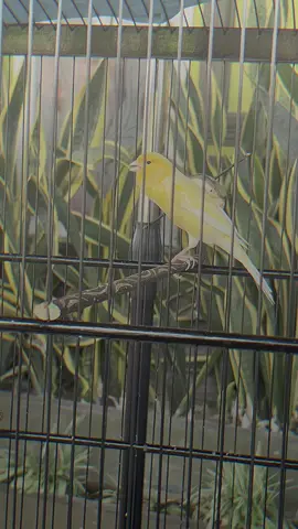 Af on fire jalan lapang burung cuek murah saja #kenariprestasi #kenariindonesia #kenarimaniaindonesia #kenarilapangan #kenarihybrid #ternakkenari #kenarigacor 