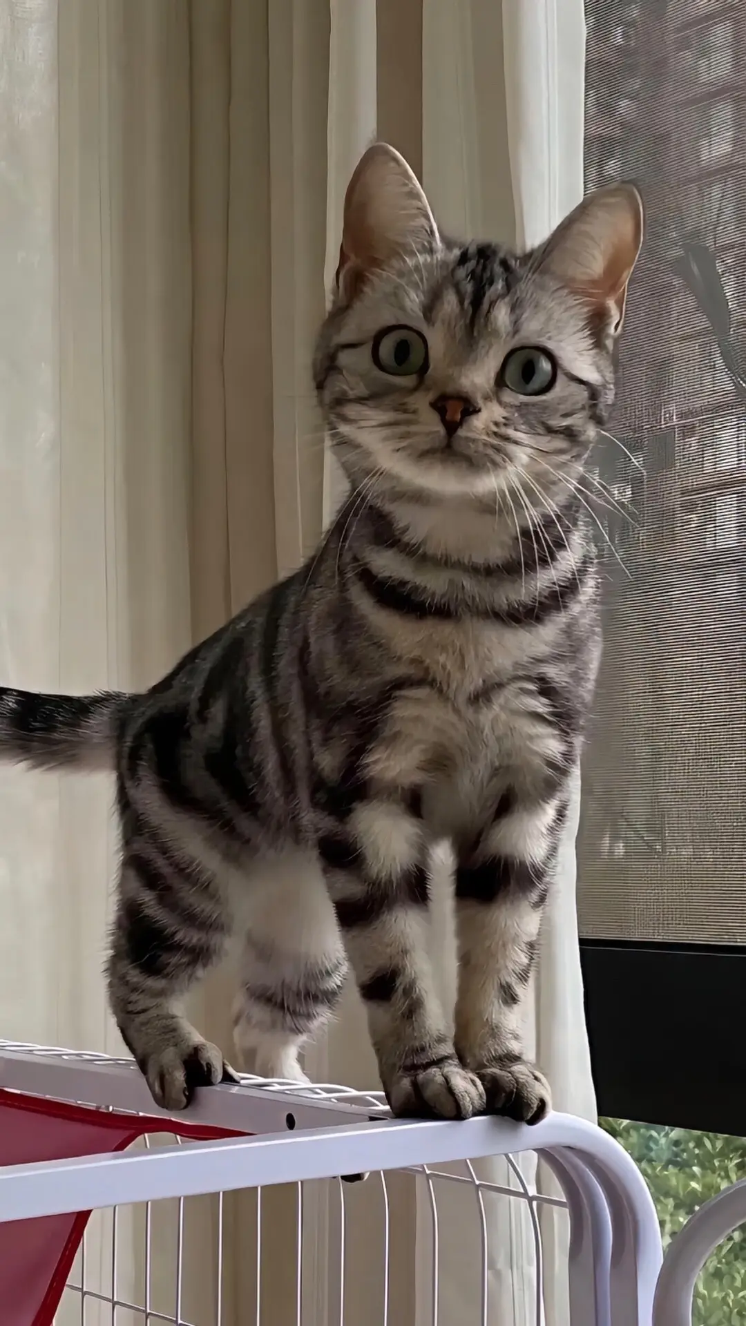 #cosplayer #douyin抖音 #douyin #fyp 