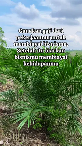 Kita putar lagi  #petanisawit #bismillahfyp #petanisawitsukses #sawittiktok #petanitiktok #kulisawit #fypシ゚ 