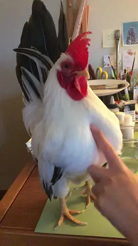 Impressive boy😂 #petchickens #rooster #chickens #PetsOfTikTok #housechicken
