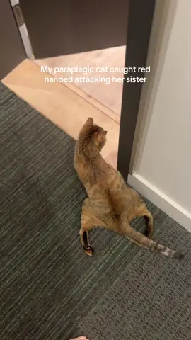 Bet you didn’t expect that toffee is a bully 😭😂 #catsoftiktok #cats #funnytiktok #funnycat #paraplegic #toffeetheparaplegiccat #badcat #fyp #fypシ゚ #CapCut 