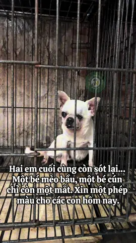 #trạm_cứu_hộ_chó_mèo #cứutrợđộngvật #yeuchomeo #thucung #yeuthucung #yeudongvat #gaugau #meowmeow 