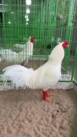 Một chút gây thương nhớ…#traigahungcantho #