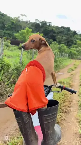 dog🐕is good drive homour viral comedy #viral #funny #fyp  #comedy #Double-shot #dog #driver 