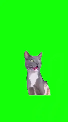 shock cat meme#followme #tiktok #foryou #foryoupage #viral #fyp #greenscreen 