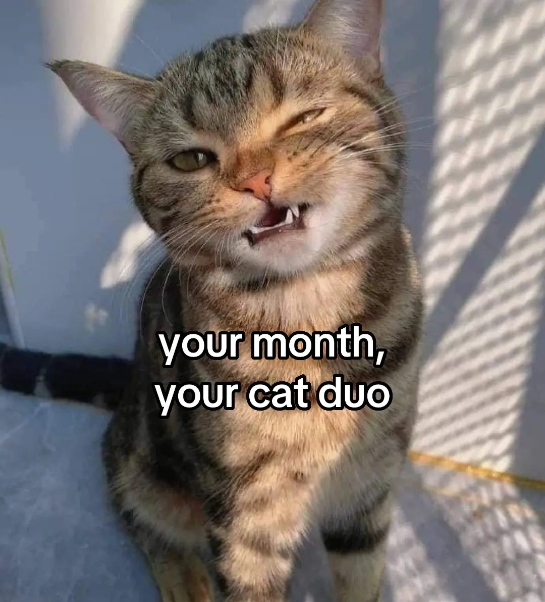 send this to your duo 🐈 ! #cat #duo #fyp #viral #cats #sillycat #real #Love #xyzbca #catlover #catsoftiktok 