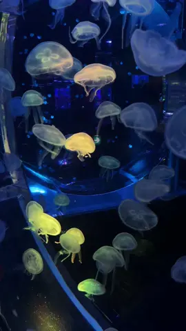 Có thể đứng ngắm mấy nhỏ sứa này 10 tiếng được luôn 🪼😇 #xuhuong #fyp #thuycunglottehanoi #jellyfish 