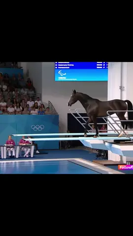 Animals Olympic Dive #asmr #sports #asmrsounds #diving #cat #ai #aiartist #competition #funny