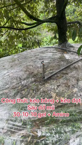 Công thức kéo bông + kéo đọt #kythuatsaurieng #saurieng #VBH #vinabirdhouse #mientay #uniconazole #mientay #sauriengmientay #Ri6 #sauriengtiengiang #durian #