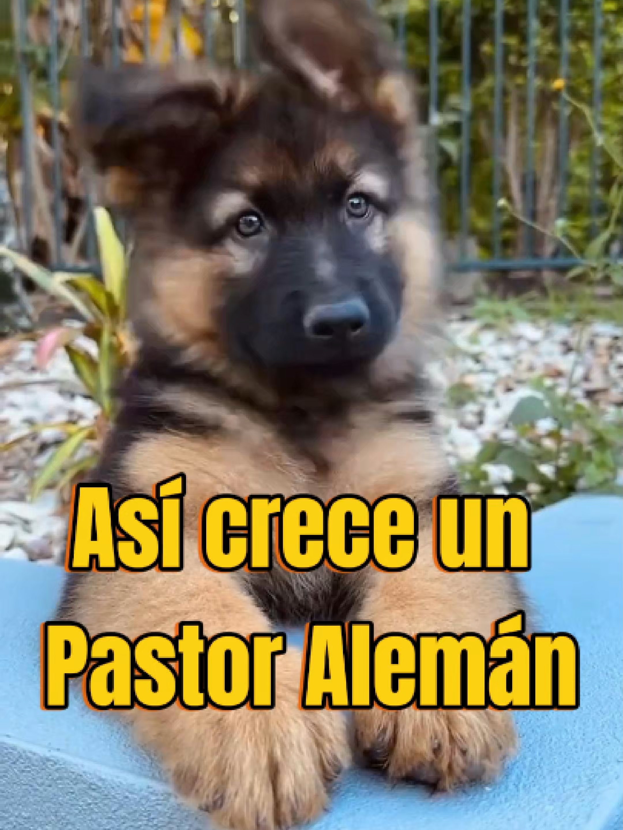 ¡Así es como crece un Pastor Alemán! Desde que era un pequeño cachorro hasta convertirse en un perro adulto fuerte e imponente. Su transformación es simplemente increíble. ¿Te ha sorprendido su cambio? ¡Comenta y suscríbete para más videos así! #PastorAlemán #Cachorro #Perros #AntesYDespués #CrecimientoCanino #TransformaciónPerro #Mascotas #ShortsDePerros