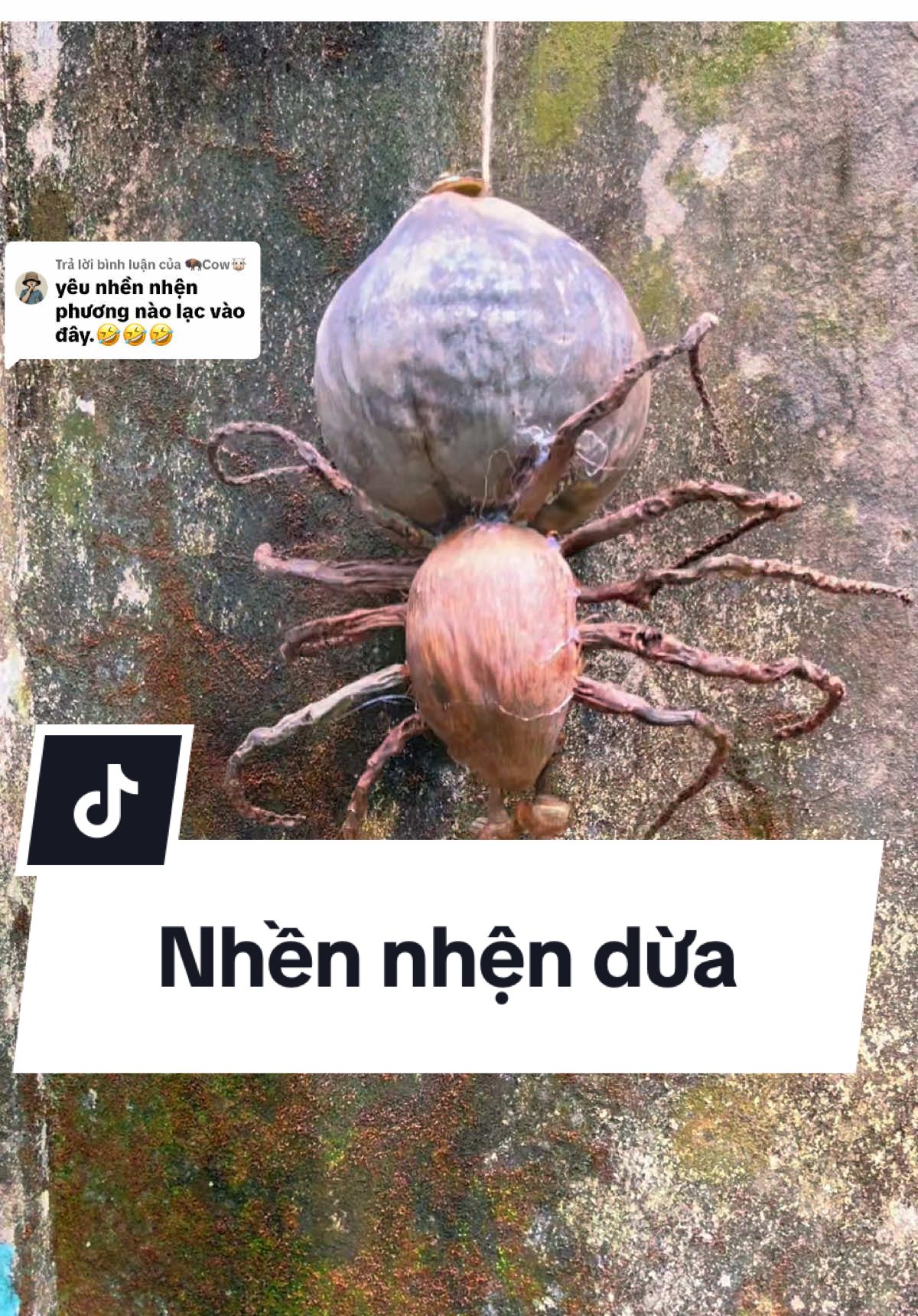 Trả lời @🦬Cow🐮 Baby Nhền Nhện Dừa đến đây anh em ơi ! Xin chào em là nhện Black Widow - Goá Phụ Đen ;)  #quemotcuc #que #mientay #yenbinh #chill #chillwithtiktok #dua #blackwidow 