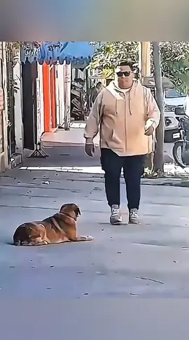 The end 🤣🤣 #pet #cat #dog #cute #animals #foryou #typ