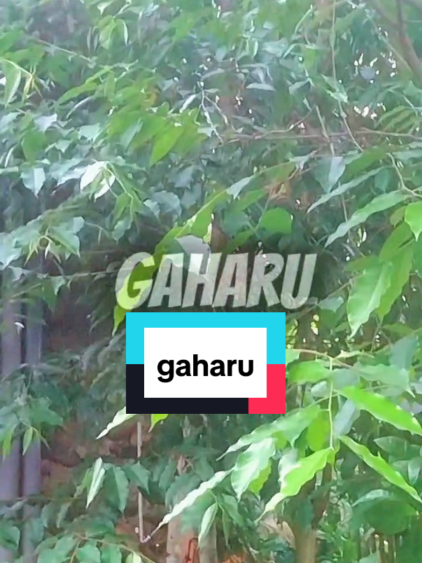 bibit tanaman gaharu #bibit #tanaman #gaharu