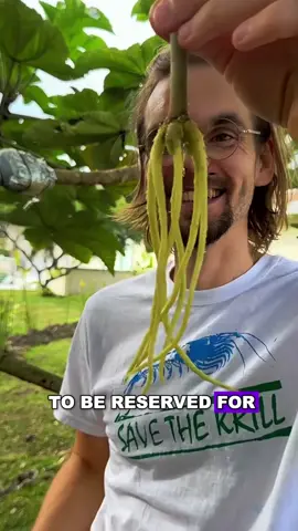 this fruit it used to be reserved for British royalty only #tiktok #LearnOnTikTok #foryoupage #fyp #delicious #capcutforus #capcut #capcutpioneer#usa 