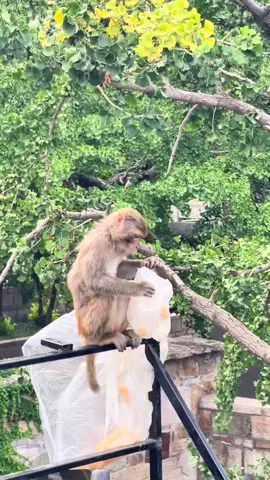Got tangled up by a monkey#Monkey #NeverExpected 