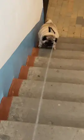 Эх.. времена когда он еще не похудел😂#мопс #толстыймопс