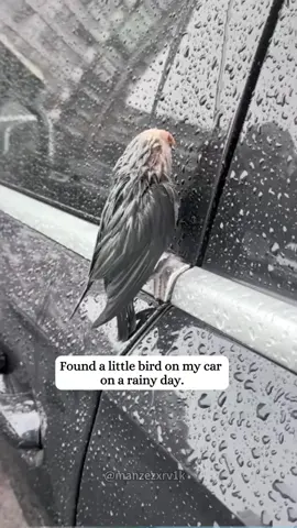 I rescued a lost parrot 🦜 on my car and then…#rescue #bird #animal #fyp #parrot 