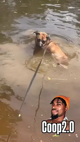 Hilarious Moments with Our Furry Friends #funnydogs, #petcomedy, #dogsoftiktok, #pethumor, #cutedogs #creatorsearchinsights 