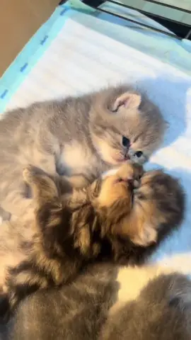 💗 #fyp#fypシ#fypシ゚viral#kitten#kittensoftiktok#cat#cats#catsoftiktok#kucing#kucinglucu#kucingtiktok#cute#cutecat#foryou#foryoupage#anabul#foryou#foryou #fyp 