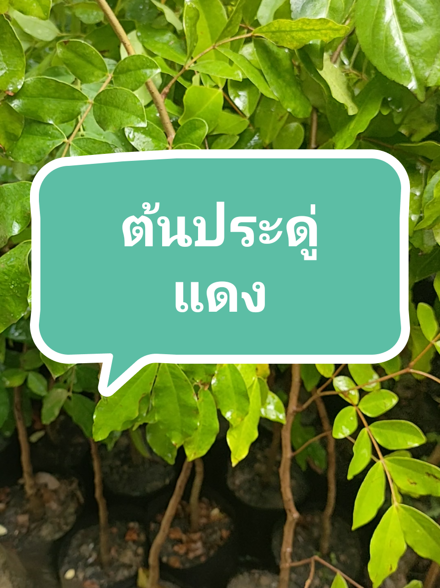 🍂ประดู่แดง🍂  ชอบแดดจัด ทนแล้ง ดอกทะยอยบานตั้งแต่โคนช่อจนถึงปลายช่อ เป็นไม้ทวีปอเมริกาใต้ เมื่อดอกบาน จะแดงสะพรั่งทั้งต้น ทรงพุ่มโปร่ง กิ่งจะห้อยย้อยเป็นเอกลักษณ์ #ต้นไม้ฟอกอากาศ #ต้นไม้ #ต้นไม้ในบ้าน #ต้นไม้ของพ่อ #ไม้ดอกไม้ประดับ #ต้นไม้มงคล #ต้นไม้ออนไลน์ #ถุงปุ๋ยต้นไม้ออนไลน์ 