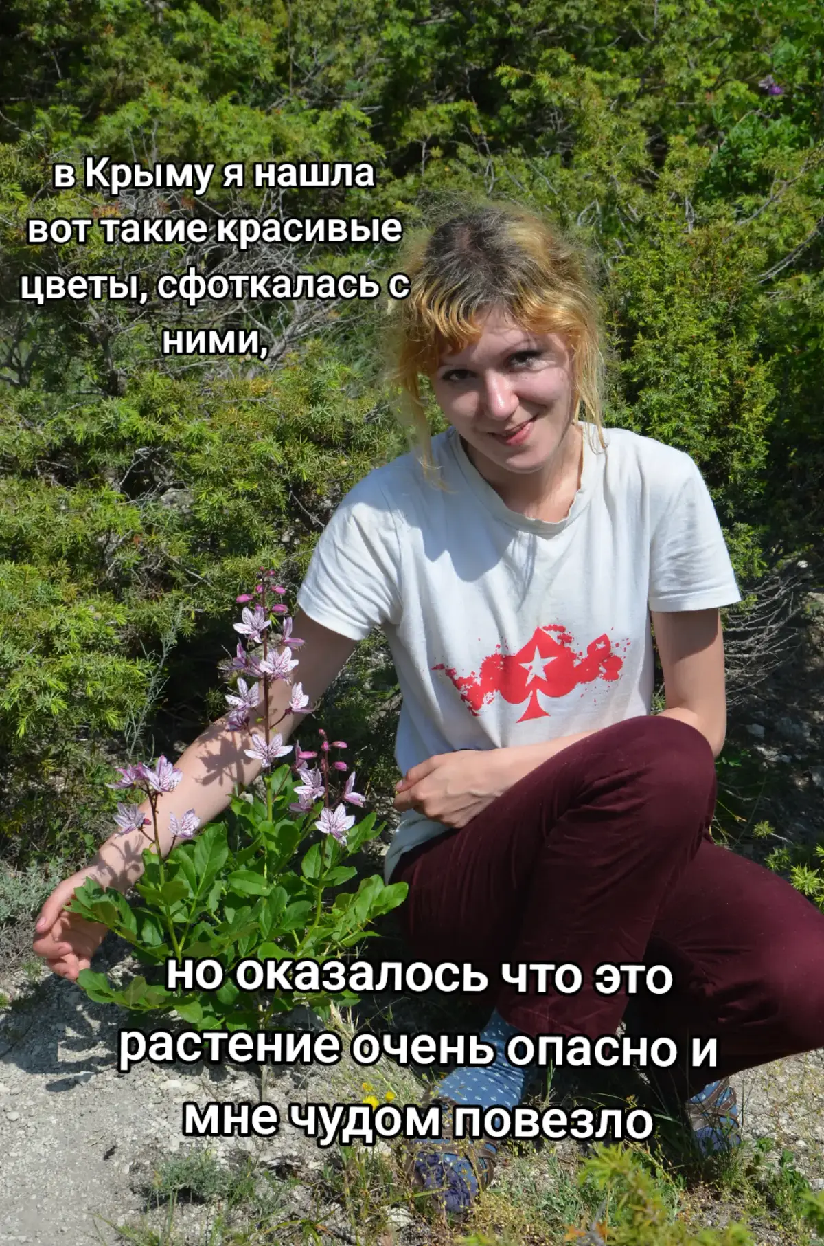 мой уютный инст добавляйтесь - girl_romantic_coffee #ясенец #ясенецрозовый #неопалимаякупина #опасныерастения #растениякрыма #прорастения #этоинтересно 