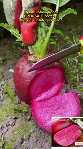 Benih Lobak Nanas Viral! Tanam Sekarang, Hasil Manis & Segar! 🌱🍍 limited stock!!! Promosi Terhad Masa!!!🤩🤩🤩 #LobakNanas#BenihLobakNanas #TanamSendiri #UrbanFarmingMY #KebunBandar #BenihBerkualiti #PertanianModen #ViralTikTokMY #TikTokShopMY #HealthyLiving #sayurorganik 