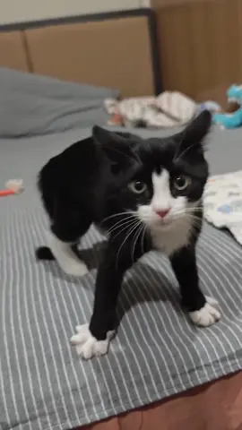 Cats always do something confusing. 🐱🤨 #cat #cats #tiktok #catsoftiktok #funny #funnyvideos #pet #foryou 