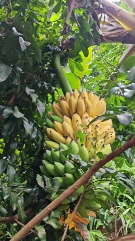 Chuối chín cây thơm ngon tuyệt hảo, bạn đã từng thưởng thức chuối chín cây chưa? #hottrend #xuhuong #shortsvideo #nongsantaybac #nongsansach #shorts #chuoi #chuoitiktok #chuoichincay 