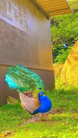 حكم تشغيل القرآن في البيت او في السيارة او في اي مكان اذا لم يكن النااس يستمعون اليه🥀❤ لن تكتمل الفائدة إلا بمتابعة الفيديو حتى آخر لحظة 🥀❤️ #قصص_إسلامية #قصص_الأنبياء  #سيرة_النبي  #قصص_الصحابة #قصص_من_القرآن #دروس_إيمانية #العبرة_من_القصص #قصص_مؤثرة  #حكم_ومواعظ #قصص_الصالحين. 