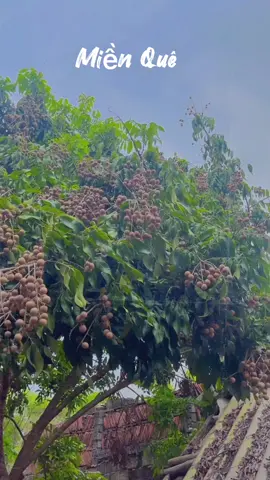 #CapCut bình yên chỉ có nơi ta sinh ra❤️