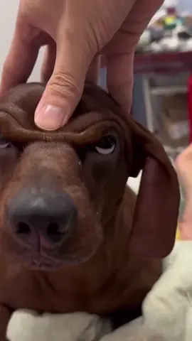 Interesting Sausage Dog #dog #dogsoftiktok #funnyanimal #pets #cute #fyp #foryou  #pets #funnyvideo 