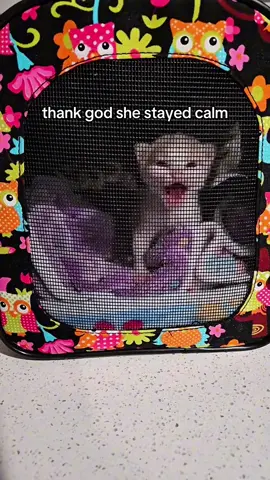 Car does NOT wanna go to the vet😔