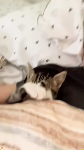 sleeping cat #cat #catsoftiktok #catlover #funny #funnyvideos #foryou #fypage #fypツ #funnycat #funnytiktok #cats