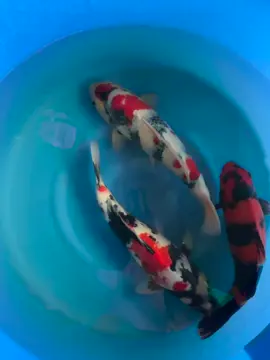 #đammê #xuhuong #xuhuongtiktok #koipond #trend #koi #cákoi #koifish #koidep #koinhat #koijapan 