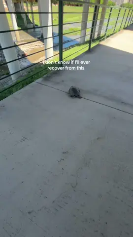 Funny turtles #animals #funny #cute #pet #turtle #turtles #funnytiktok #funnyvideo 