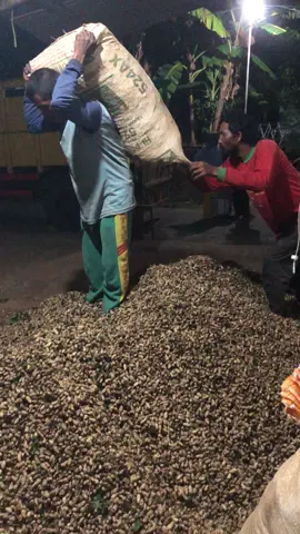 Senin 7 Juli masuk lagi hibrida #kacangtanahnganju #kacangnganjuk #petanikacangnganjuk #petanimudanganjuk #nganjuk24jam #nganjukkotaangin #ngnjukjawatmur #fyp #nganjukhits #petaniindonesia🇮🇩🇮🇩🇮🇩🌿🌿 