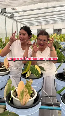 Me & Mama heard that viral song and couldn’t resist — again 😆 กรื่อออออ😎 ใครชอบบ #anthurium บ้างค้าาา? จะได้มาโพสต์บ่อยๆ  #plants #rareplants #plantoftiktok #plantsofinstagram #ไม้ด่าง #ไม้ด่างไม้สะสม #exoticplants #rareplantcollector #Vlog 