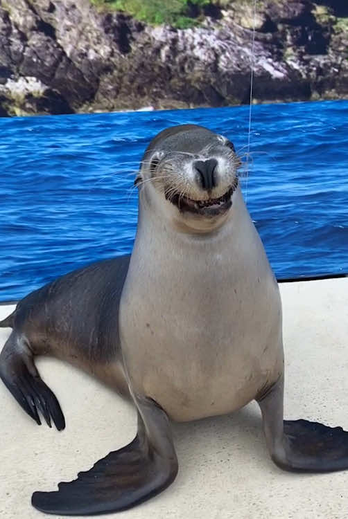 Happy Seal 🦭 #funnyvideos #sealife #seal 