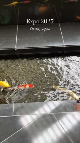 Innovation trifft Begegnung - Expo 2025, wir waren dabei! 🇯🇵 #expo #osaka #mondial