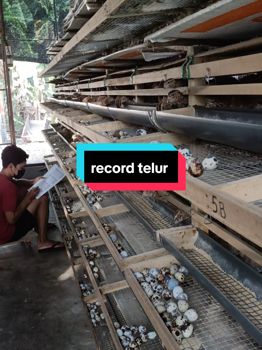 record telur  #aifarm  #puyuhpetelur  #kandangbersih 